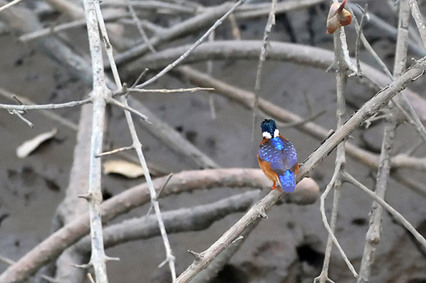 Malachite Kingfisher